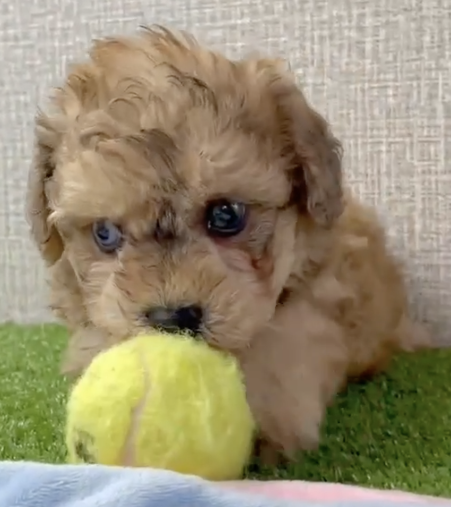 tan poochon puppy playing with a tennis ball